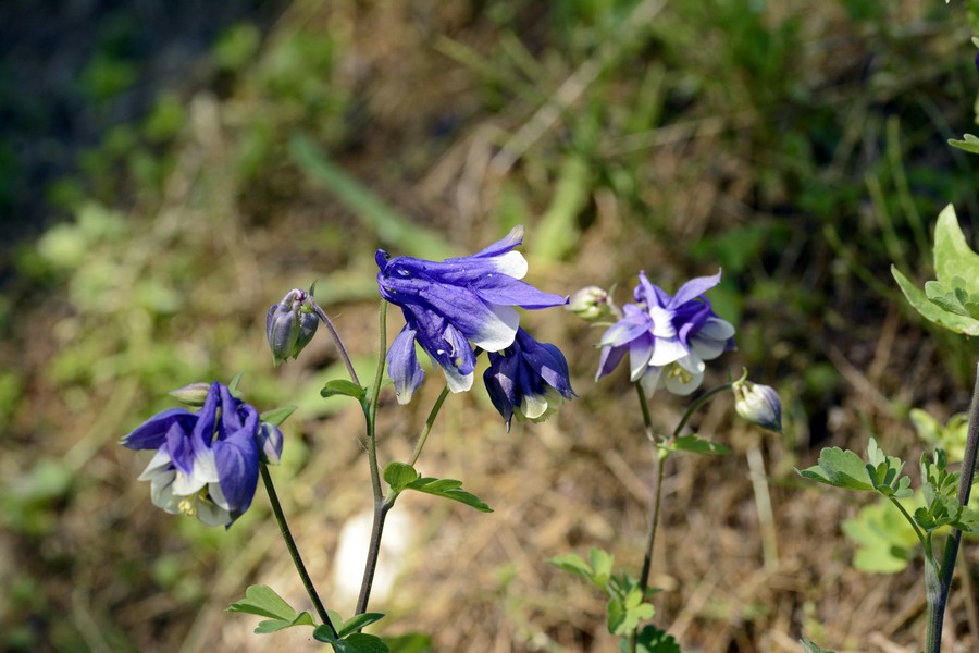 Aquilegia da id.