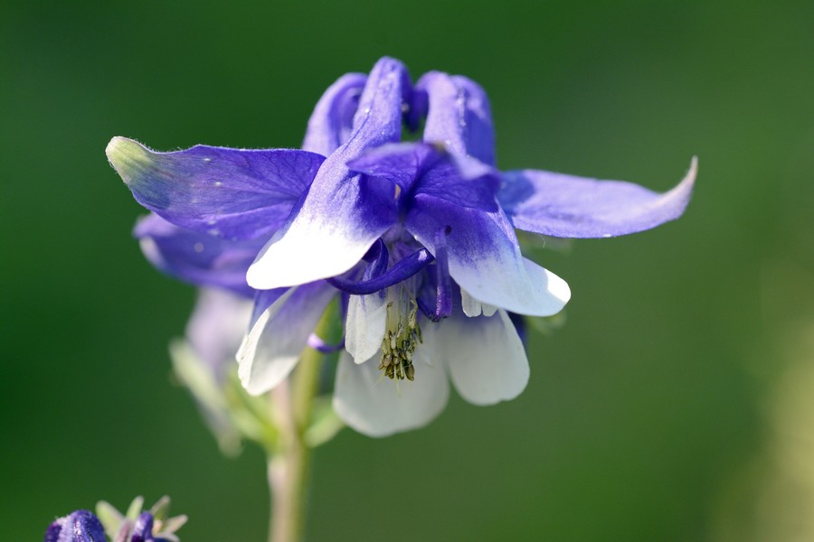 Aquilegia da id.