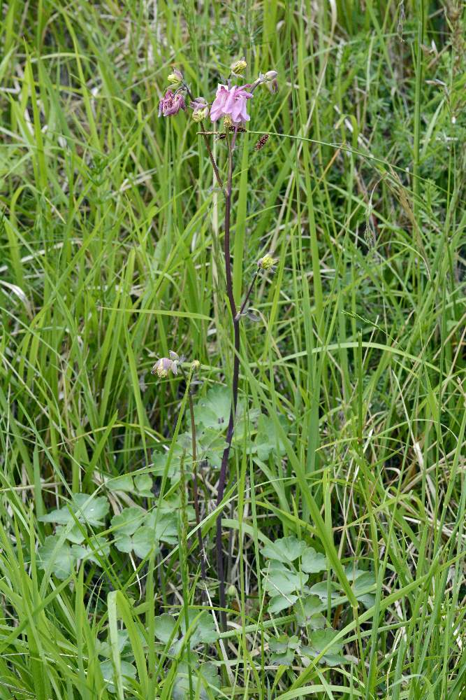 Aquilegia da id.