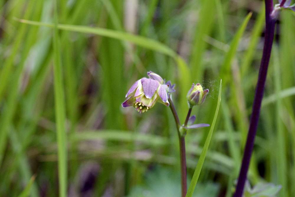 Aquilegia da id.