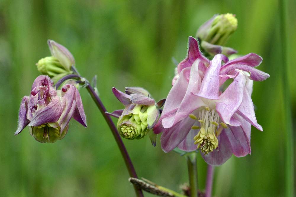 Aquilegia da id.