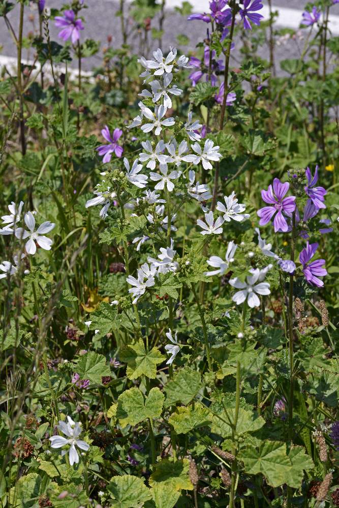 Malva multiflora / Malvone di Creta