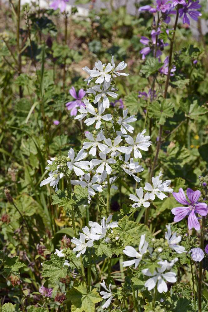 Malva multiflora / Malvone di Creta