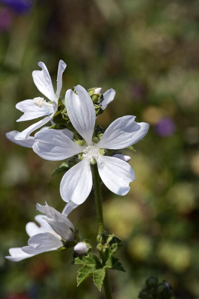 Malva multiflora / Malvone di Creta