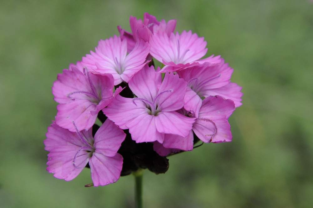 Dianthus carthusianorum / Garofano dei Certosini