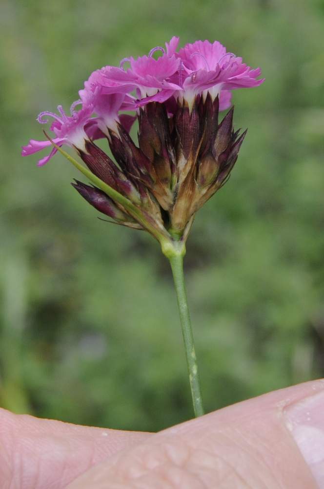 Dianthus carthusianorum / Garofano dei Certosini