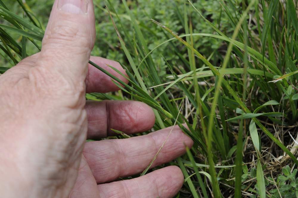 Dianthus carthusianorum / Garofano dei Certosini