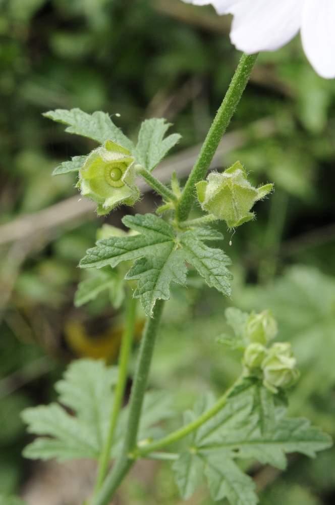 Malva alcea