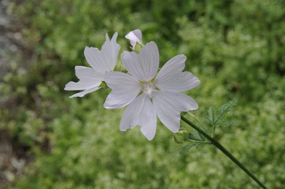 Malva alcea