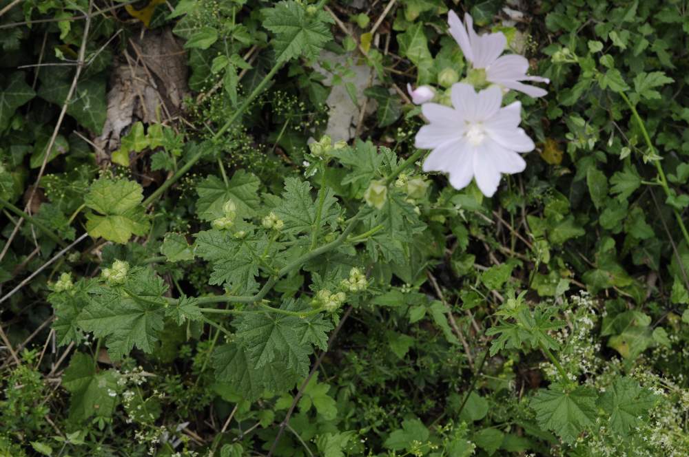 Malva alcea