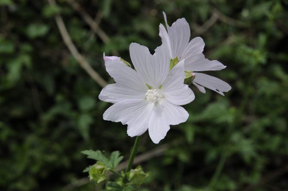 Malva alcea