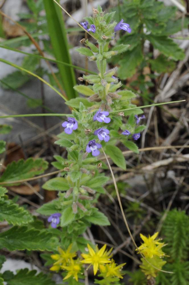 Clinopodium acinos (=Acinos arvensis)