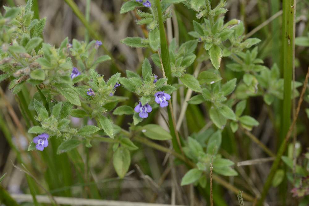 Clinopodium acinos (=Acinos arvensis)