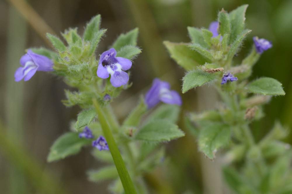 Clinopodium acinos (=Acinos arvensis)