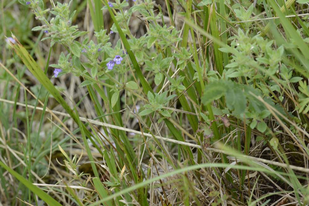 Clinopodium acinos (=Acinos arvensis)