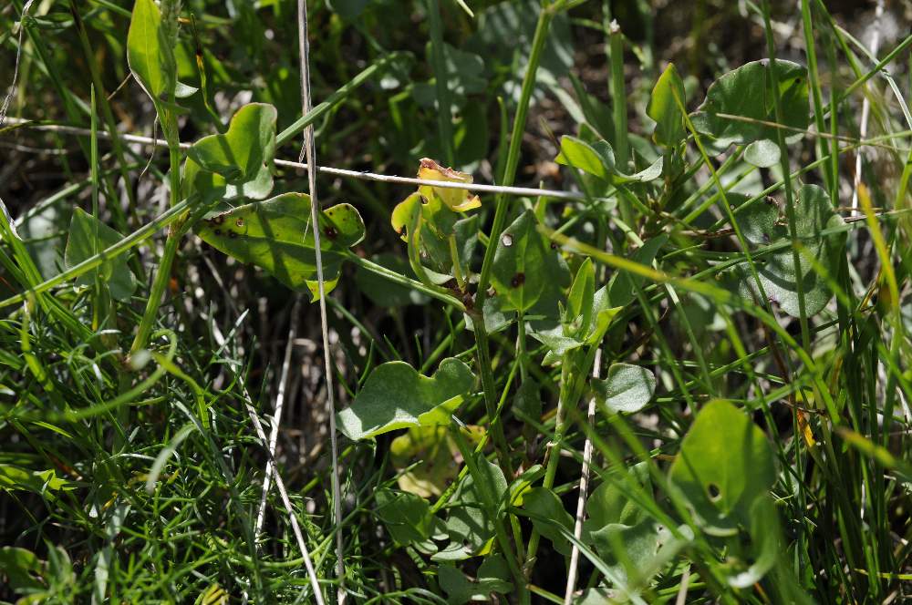 Rumex scutatus