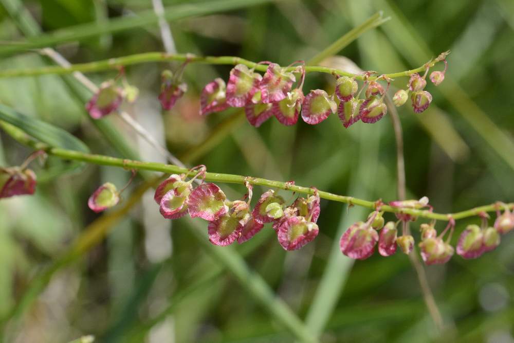 Rumex scutatus