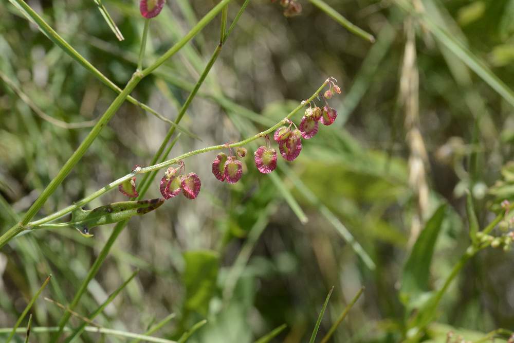 Rumex scutatus