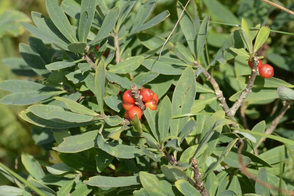 Pianta con bacche rosse - Daphne mezereum