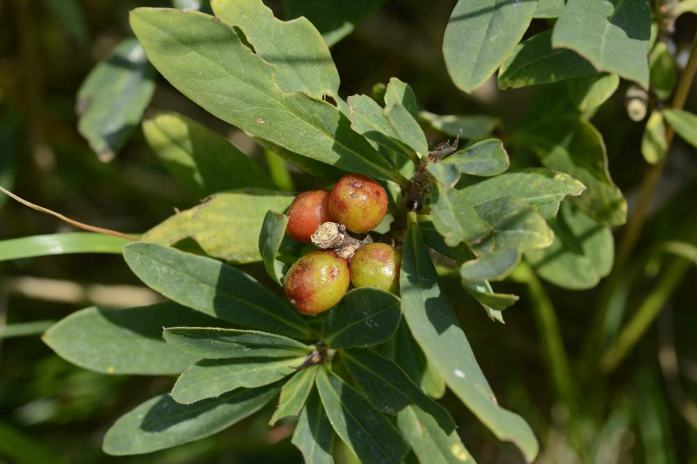 Pianta con bacche rosse - Daphne mezereum