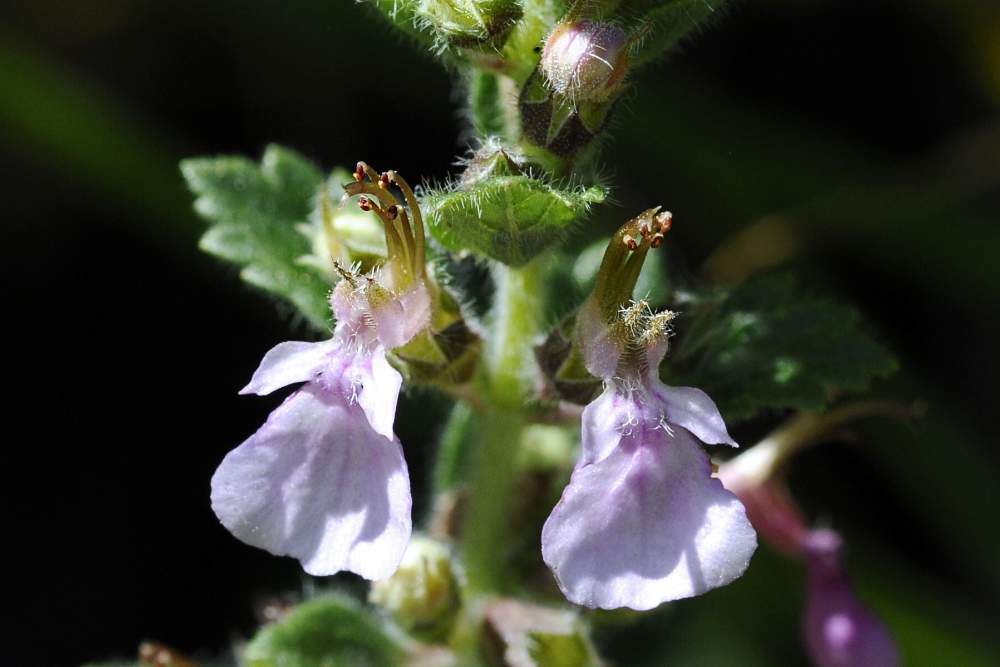 Teucrium chamaedrys  ?