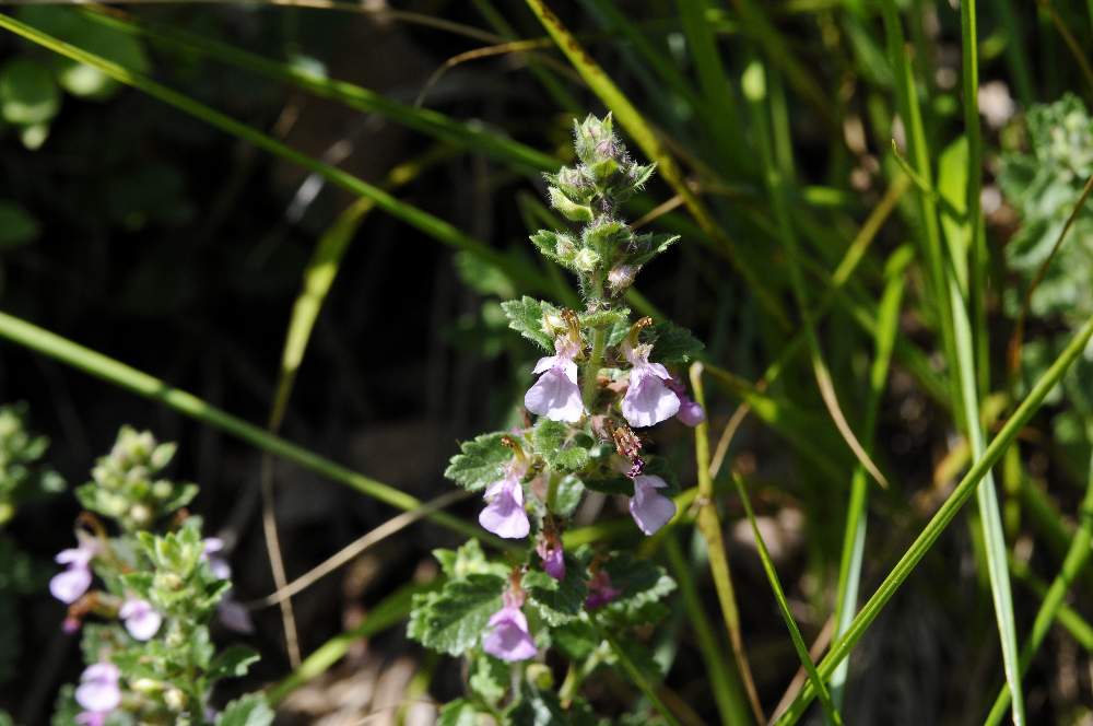 Teucrium chamaedrys  ?