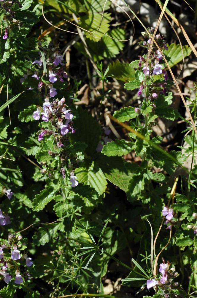 Teucrium chamaedrys  ?
