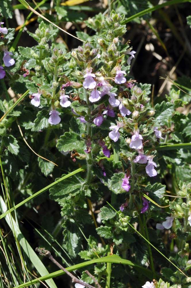 Teucrium chamaedrys  ?