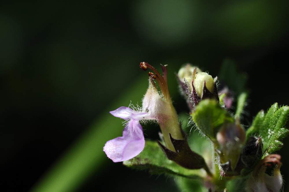 Teucrium chamaedrys  ?