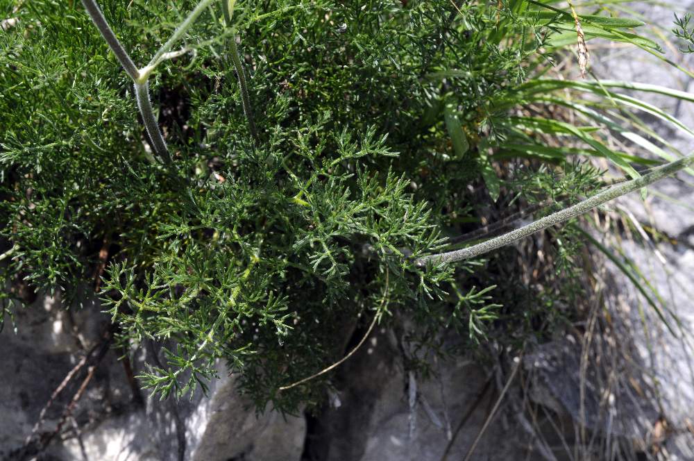 Pianta da identificare