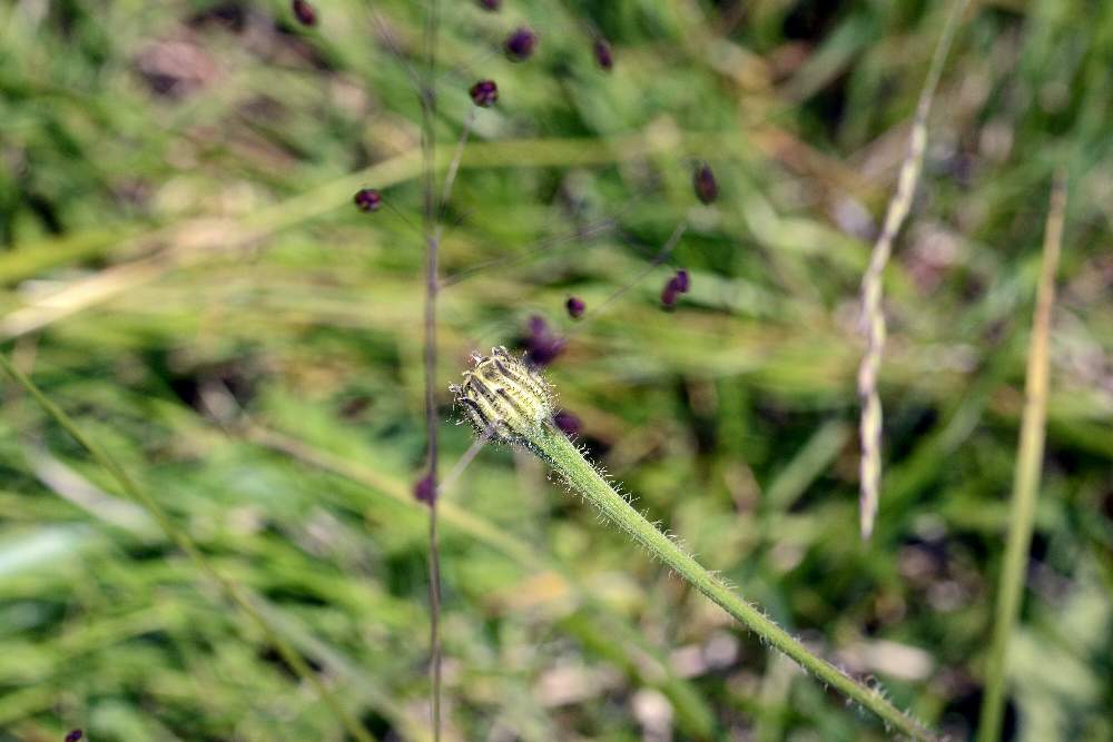 Hypochaeris maculata o facchiniana ?