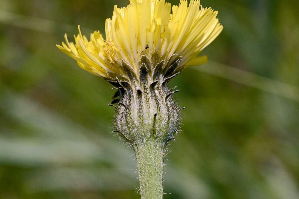 Hypochaeris maculata o facchiniana ?