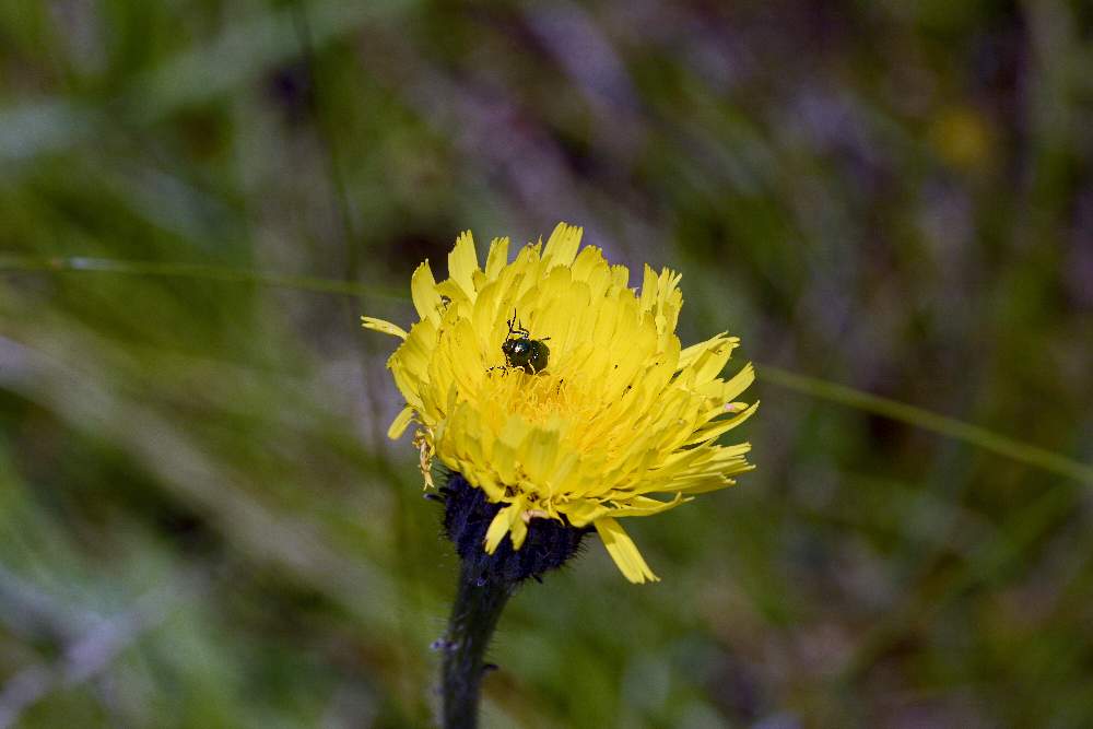 Hypochaeris maculata o facchiniana ?