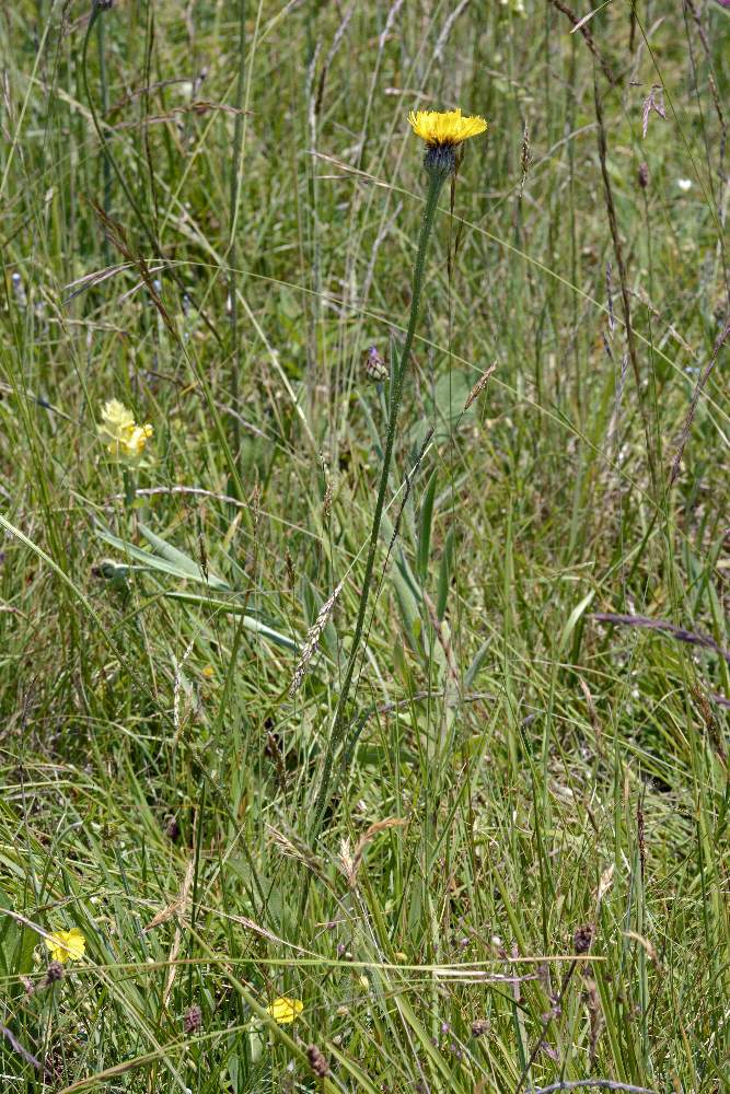 Hypochaeris maculata o facchiniana ?