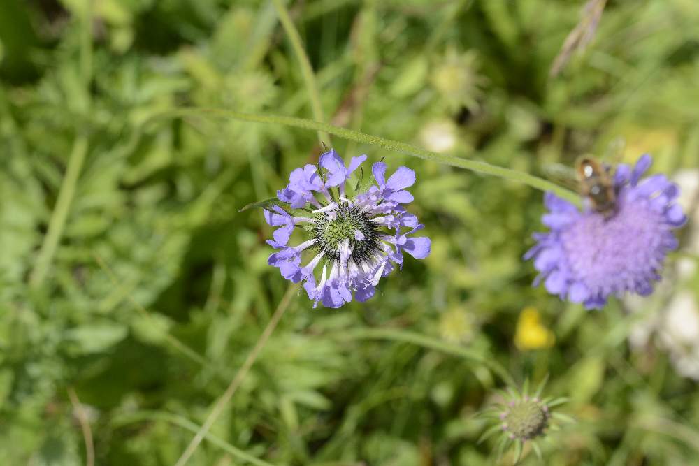 Knautia sp.
