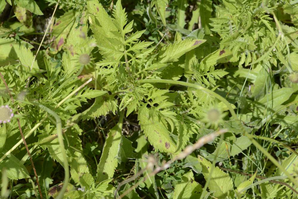 Knautia sp.