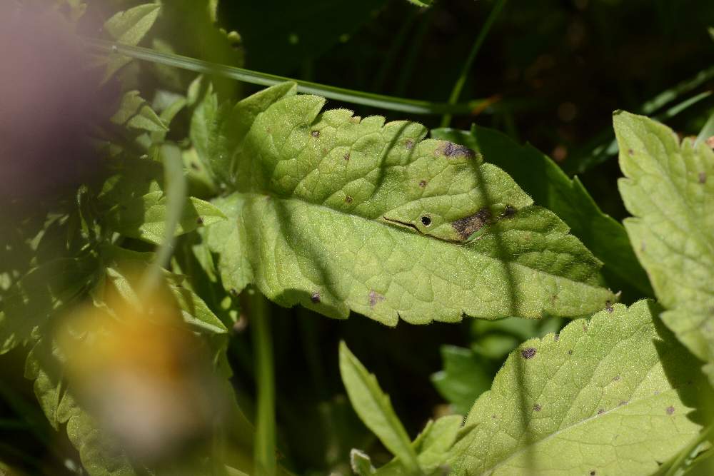 Knautia sp.