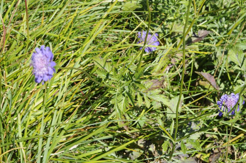 Knautia sp.