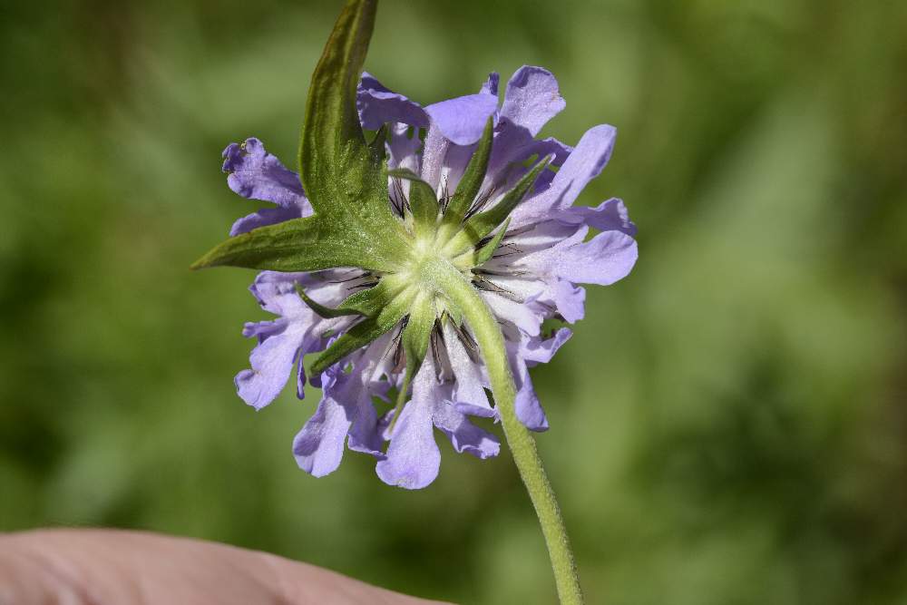 Knautia sp.