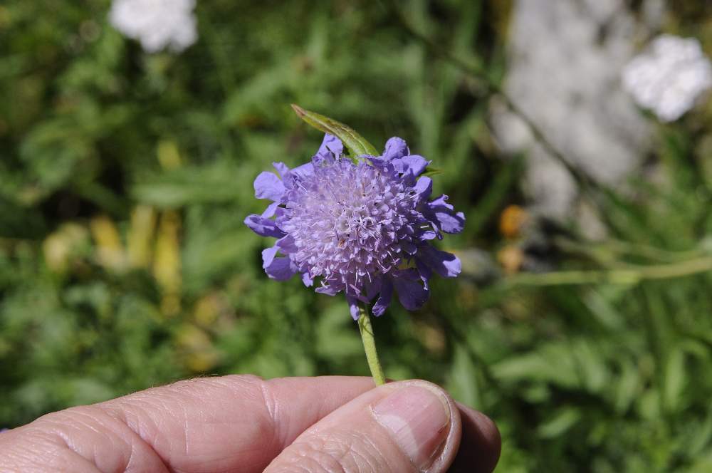 Knautia sp.