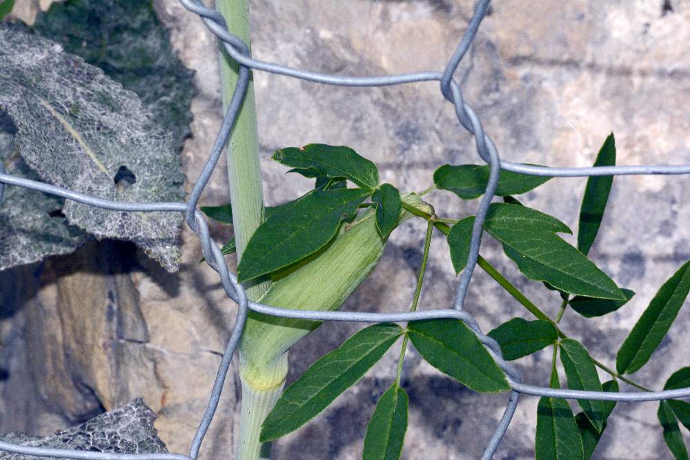 Laserpitium latifolium