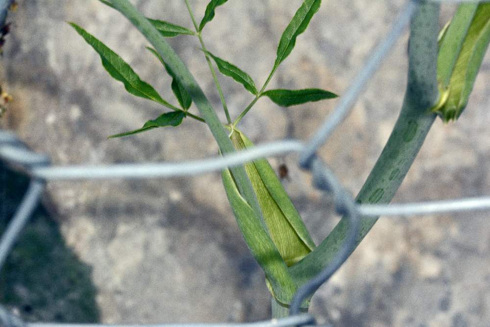 Laserpitium latifolium