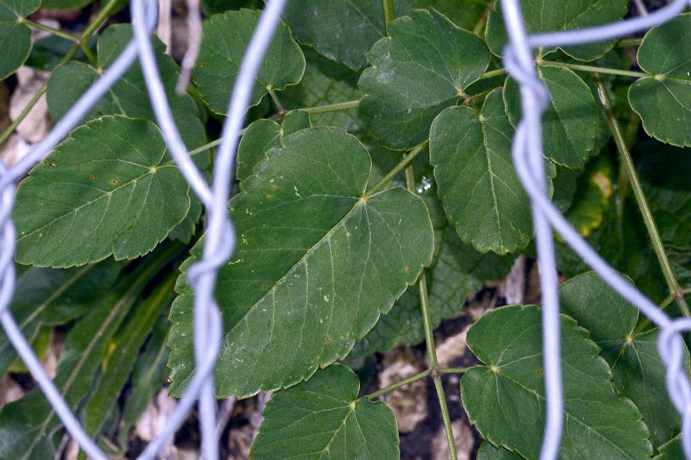 Laserpitium latifolium