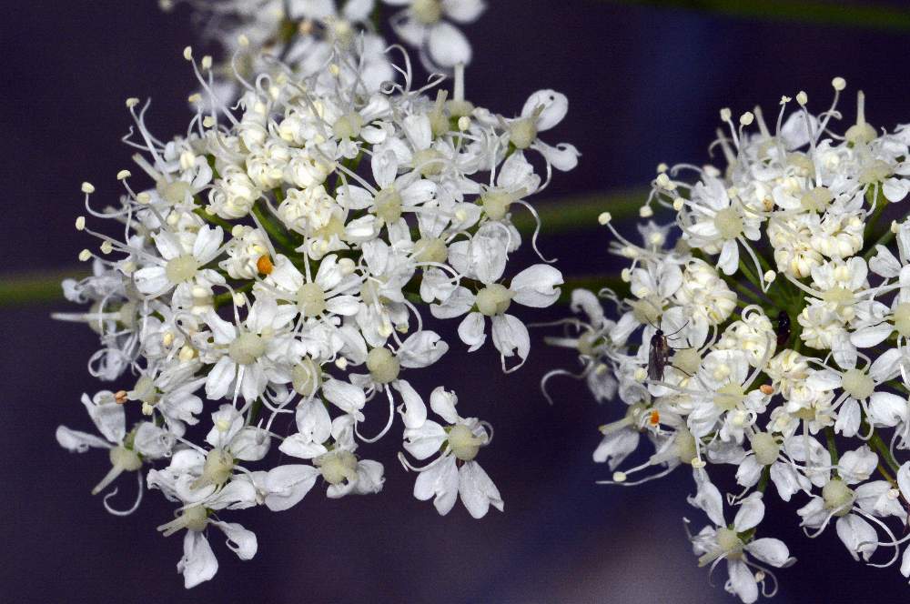 Laserpitium latifolium