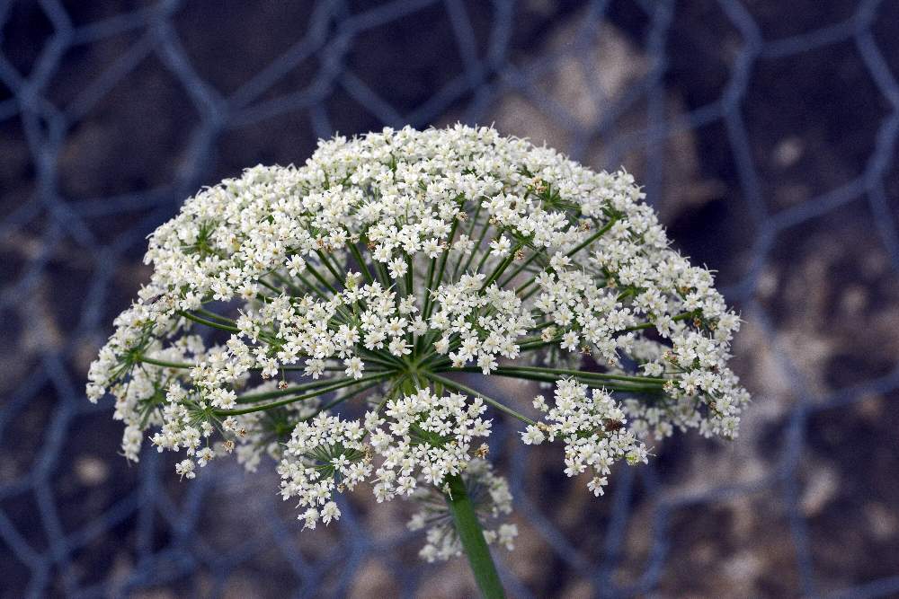 Laserpitium latifolium