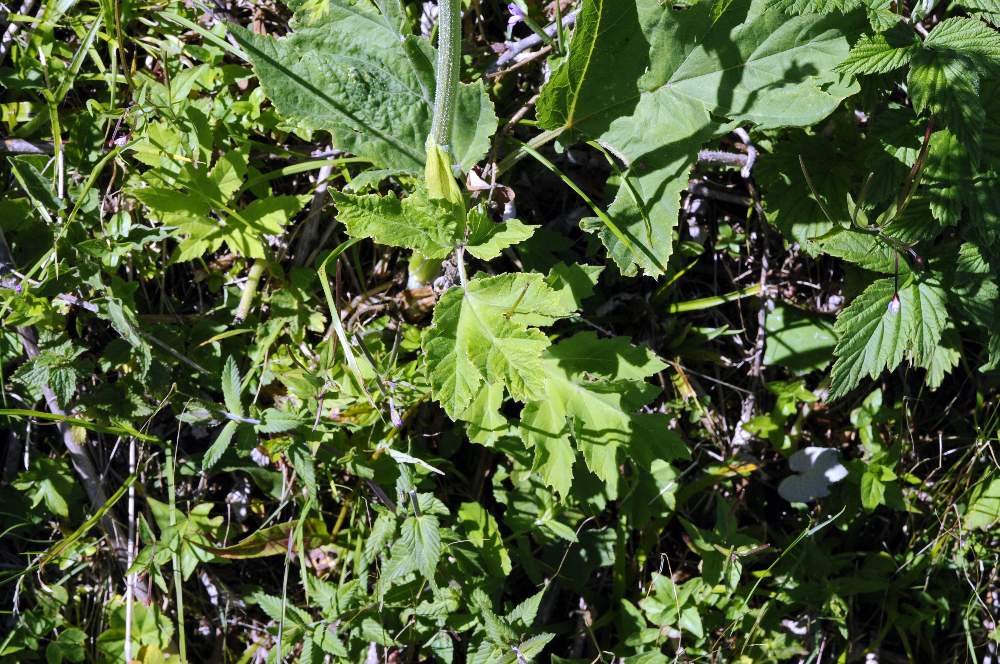 Apiacea - Heracleum sphondylium