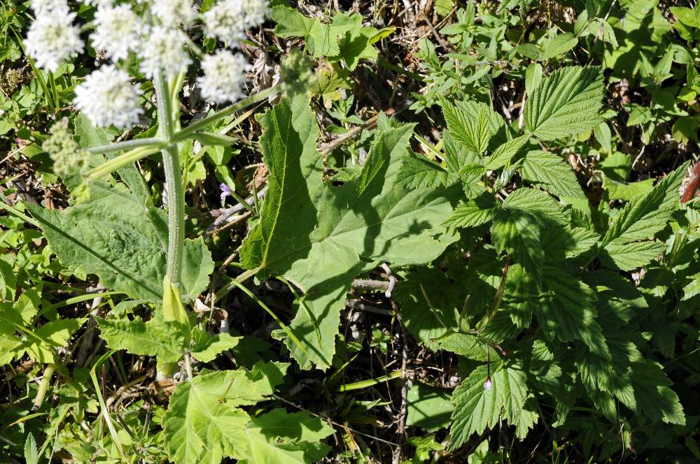 Apiacea - Heracleum sphondylium