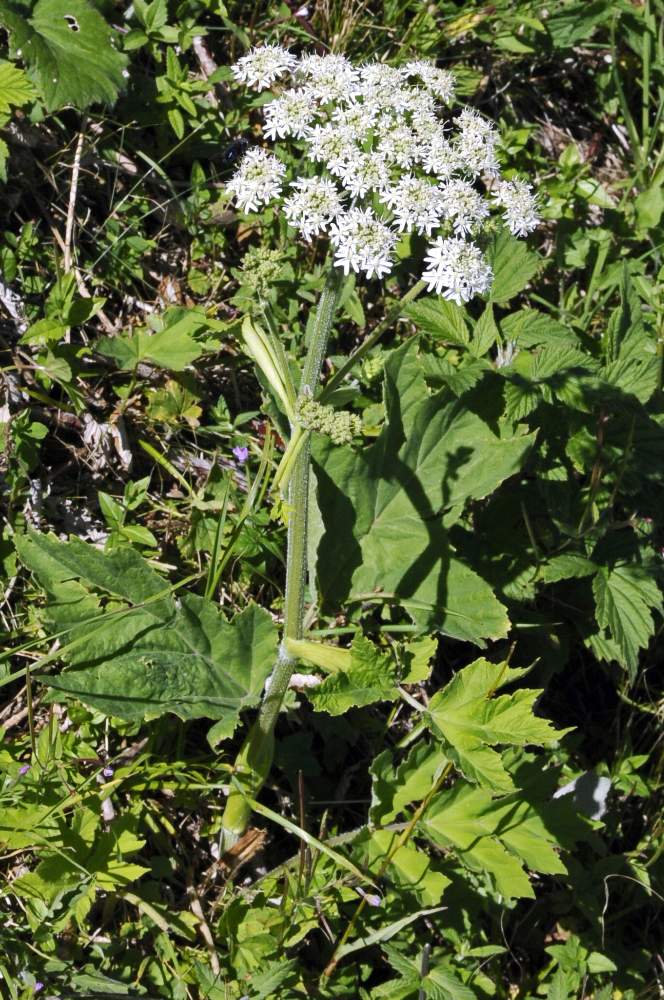 Apiacea - Heracleum sphondylium