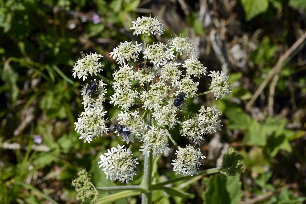 Apiacea - Heracleum sphondylium