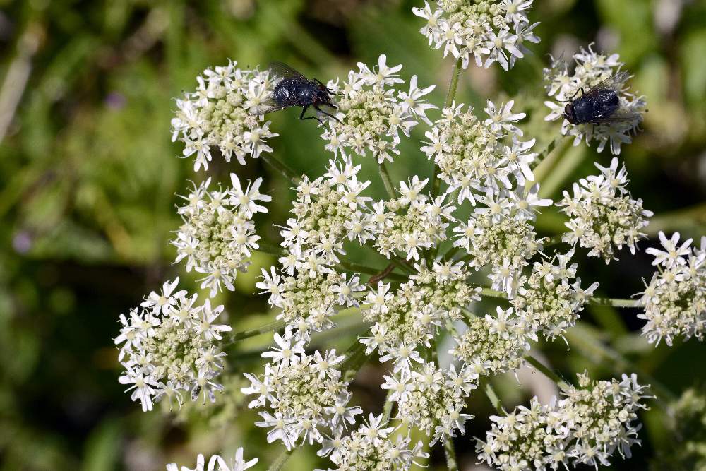 Apiacea - Heracleum sphondylium